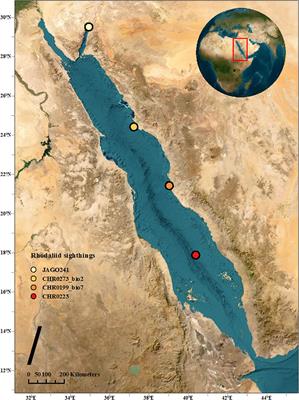 In situ observation on two ‘elusive’ rhodaliid siphonophores (Cnidaria; Hydrozoa; Siphonophora) from the Red Sea, including a potential new species within the genus Archangelopsis